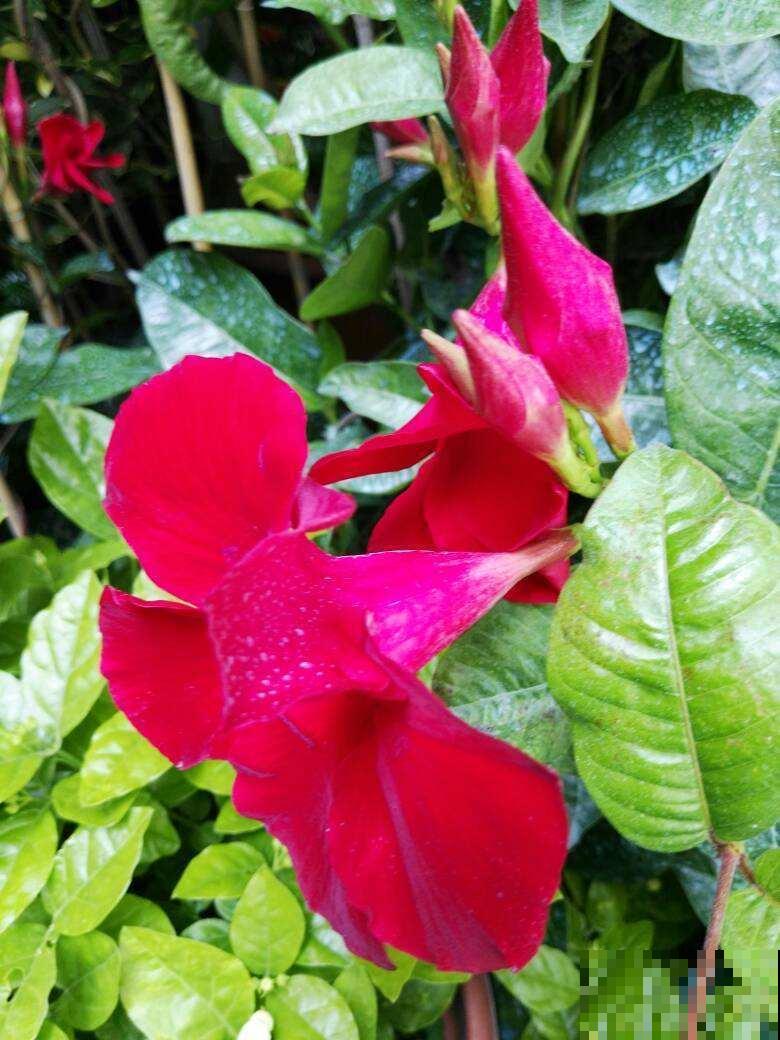 这花像假花，干了也不褪色，“保质期”太长！