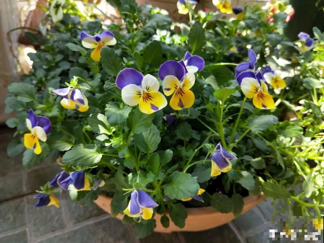 20种花不用买，开完花等20天，爆出好多种子！