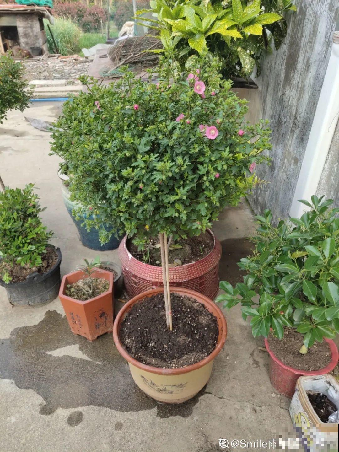 夏天扦插小木槿，半个月生根，养成棒棒糖开出花球