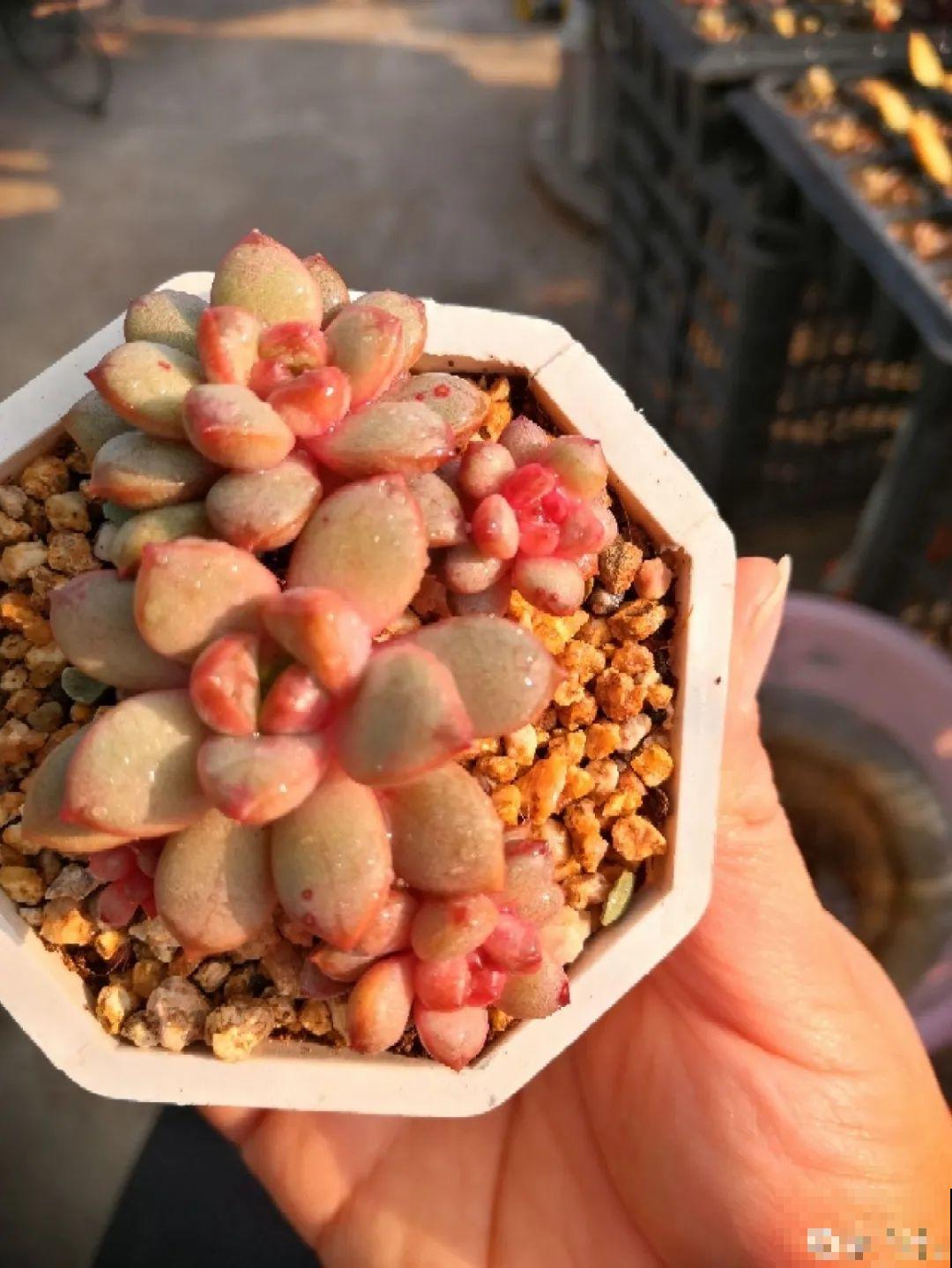 多肉一旦杂交,颜值上升不少,养护也简单 多肉一旦杂交,颜值上升不少,养护也简单