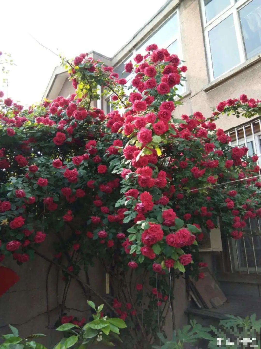 有院子的话，要种一整面花墙，呼呼开爆