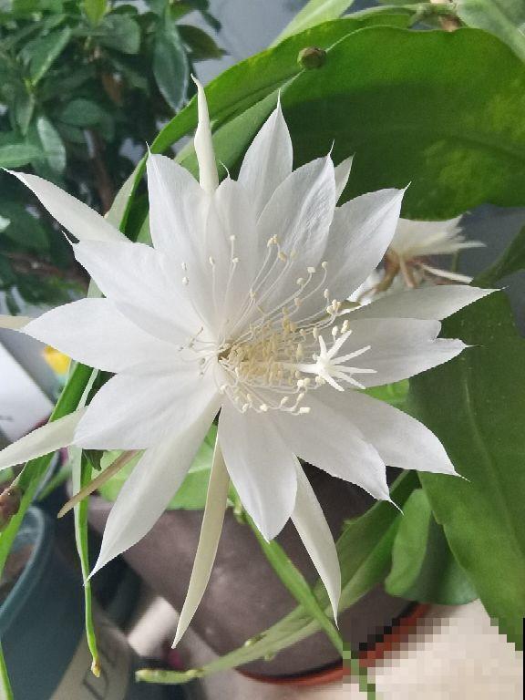 这5种花,晚上才开,个个美得别致! 这5种花,晚上才开,个个美得别致!