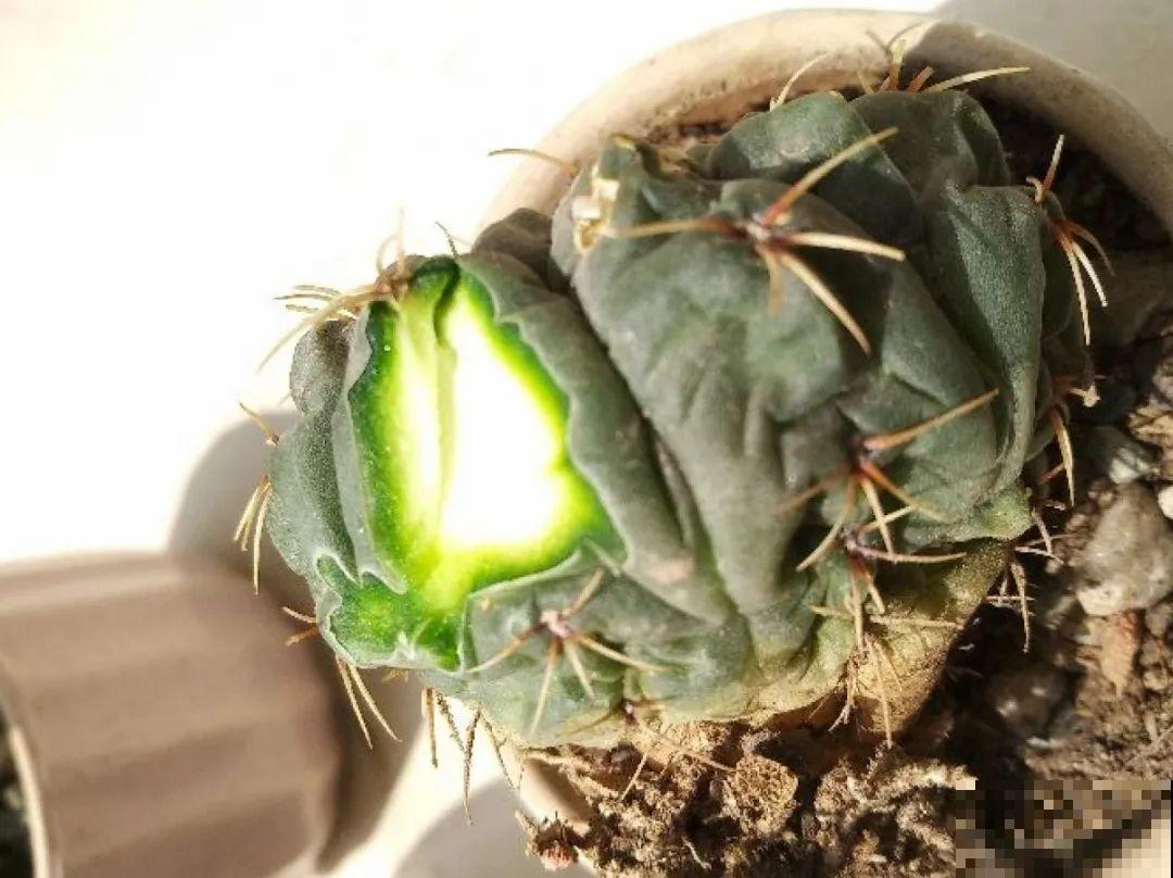 10种花夏天要休眠,必须控制浇水,不然全都浇死了 10种花夏天要休眠,必须控制浇水,不然全都浇死了