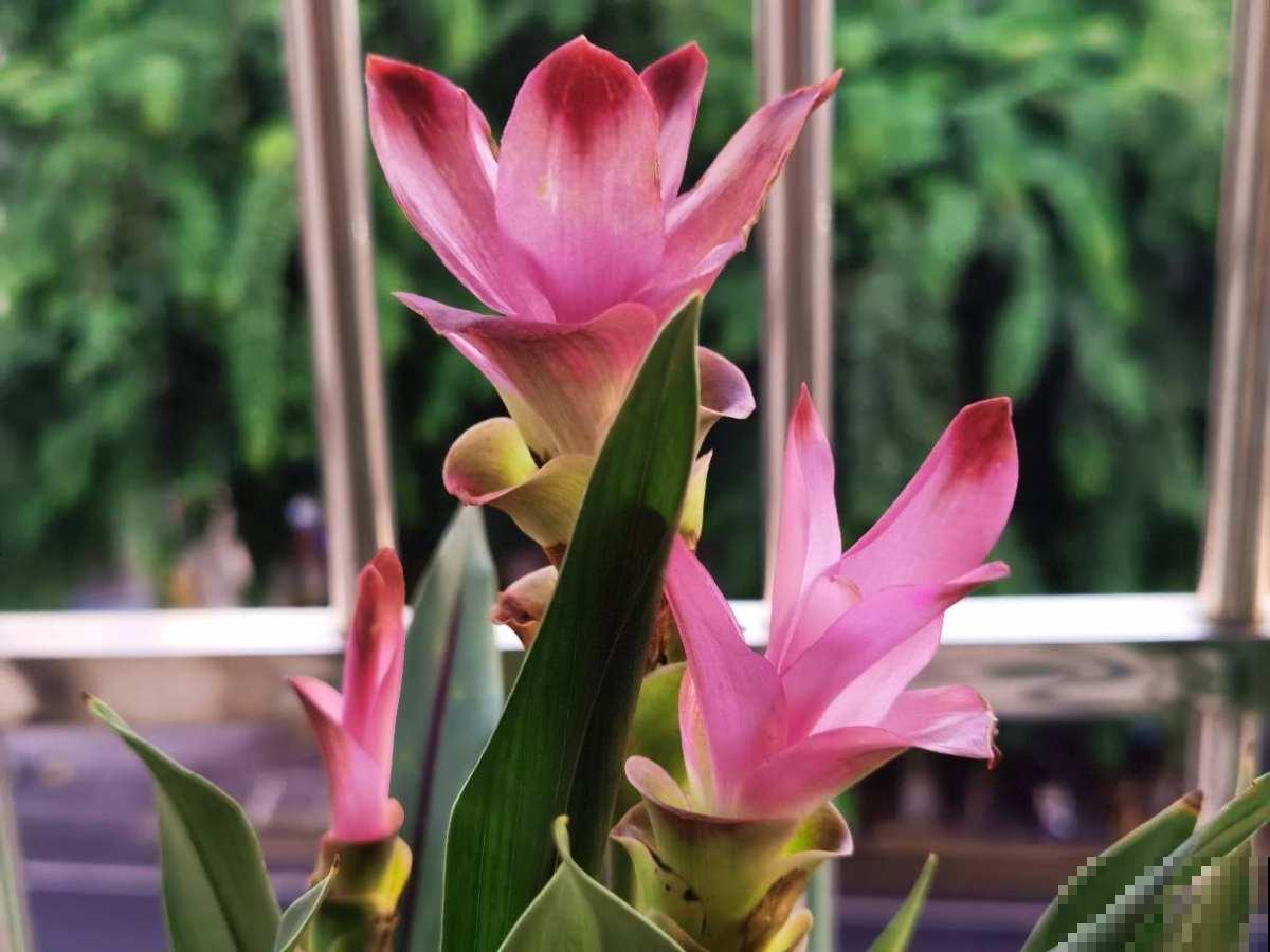 长得像生姜的“荷花”,开花时美艳动人,少见却十分好养 长得像生姜的“荷花”,开花时美艳动人,少见却十分好养