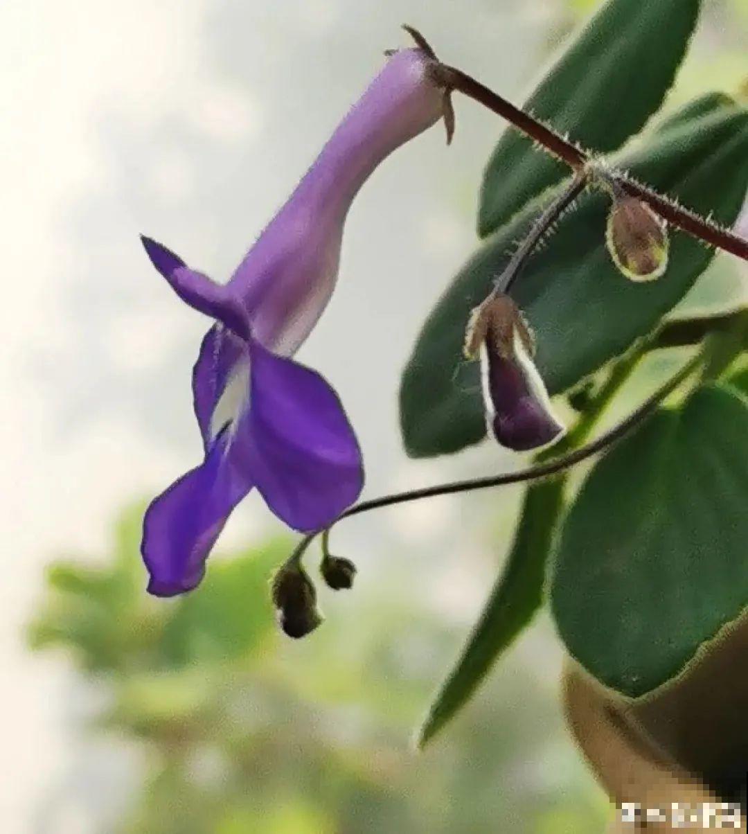 28种耐阴花，没光也能开爆盆，养在家里超有范儿