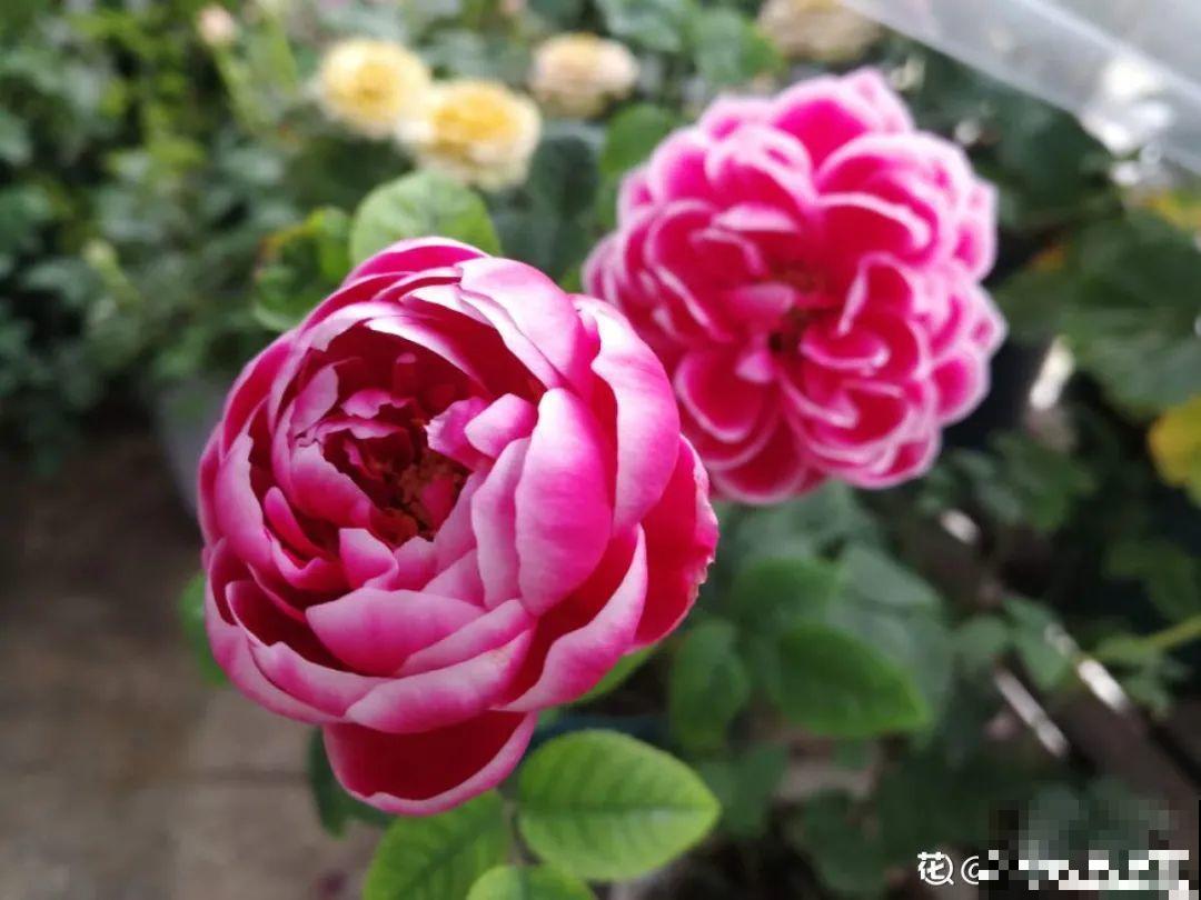 50种月季，各有各的美，哪一种是你的“菜”？