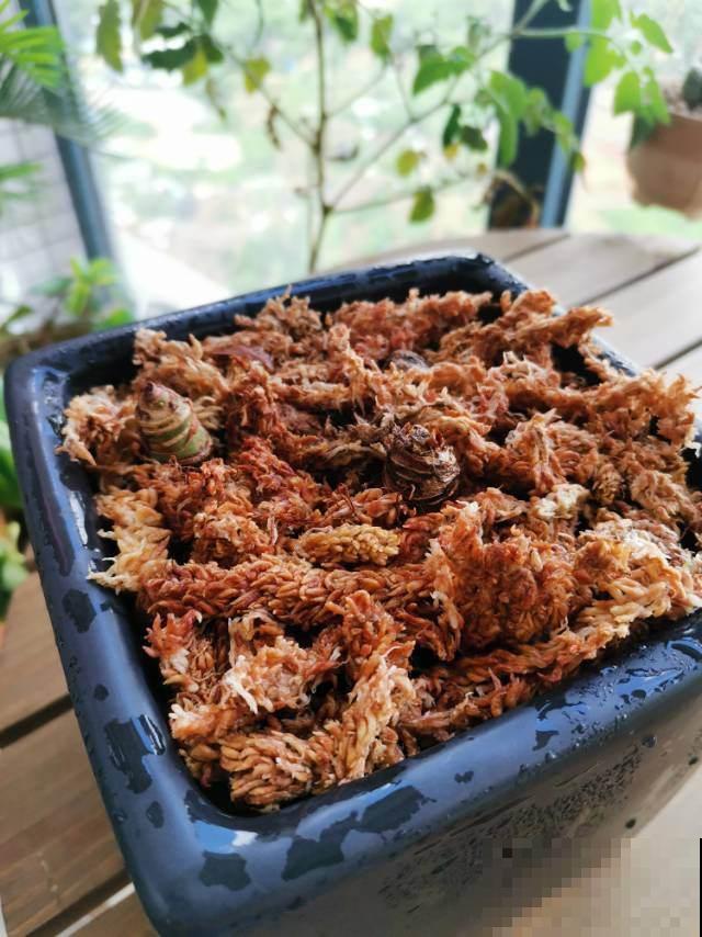 山上水沟里常见的水苔，拿来养花好处多，干净保水，效果也好