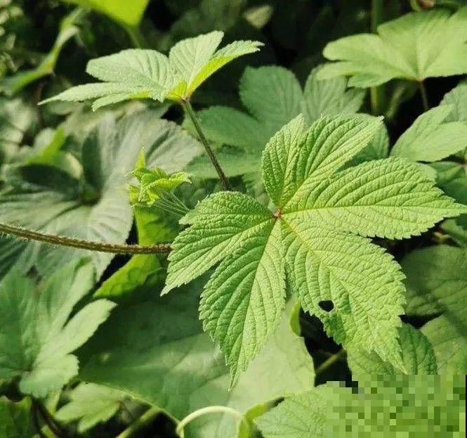 院子长出9种草，看到就铲除，留着就是大祸害