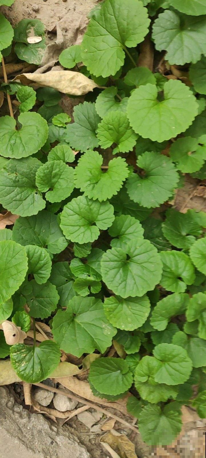 山上常见的野草，居然有大作用，跌打损伤都用它