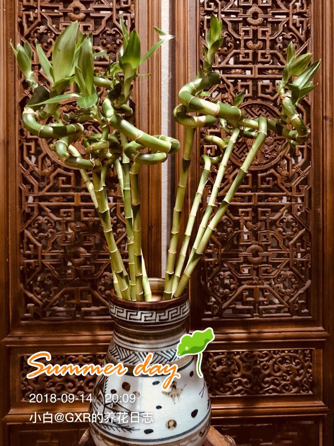 富贵的“堂兄弟”，个个颜值高，还特别好养活