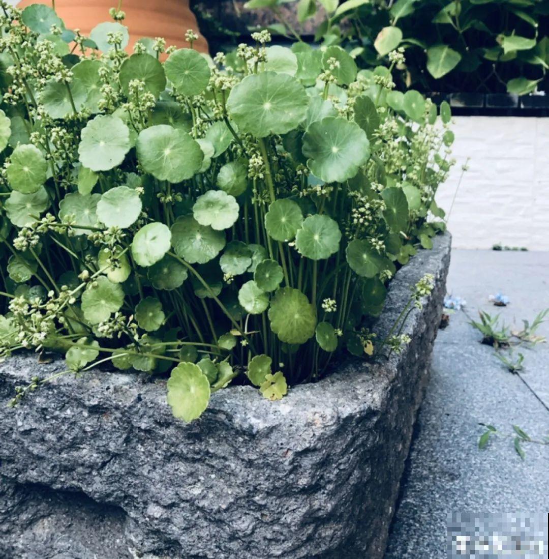 春天给花修剪,花才能呼呼开,俩月开爆盆 春天给花修剪,花才能呼呼开,俩月开爆盆