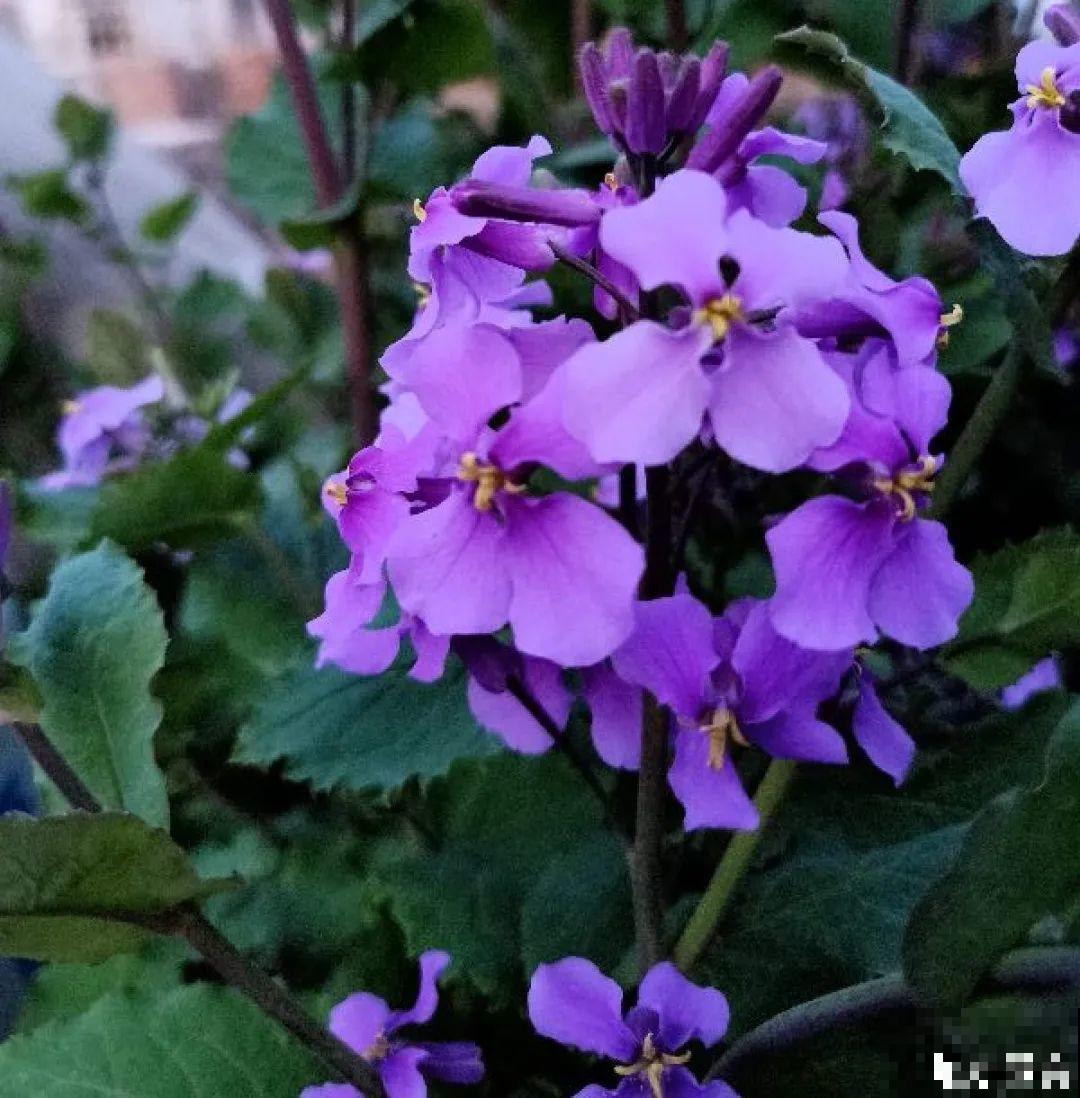 家里养盆“省心”花,自己开花自己结种,不用再买花种了 家里养盆“省心”花,自己开花自己结种,不用再买花种了