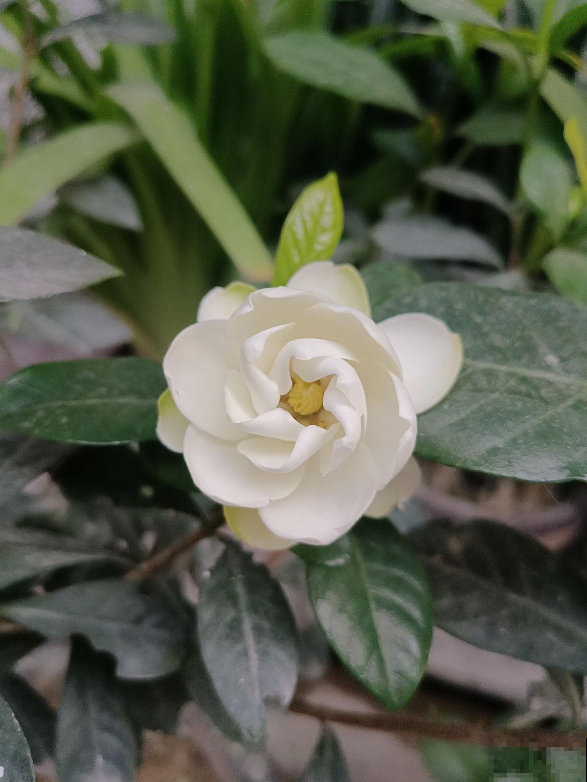 4种花是大水缸，一天不浇水，马上蔫给你看