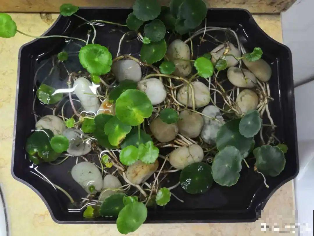 8种花开始慢慢睡醒了， 现在长得正旺，多浇水施肥， 开花更多！