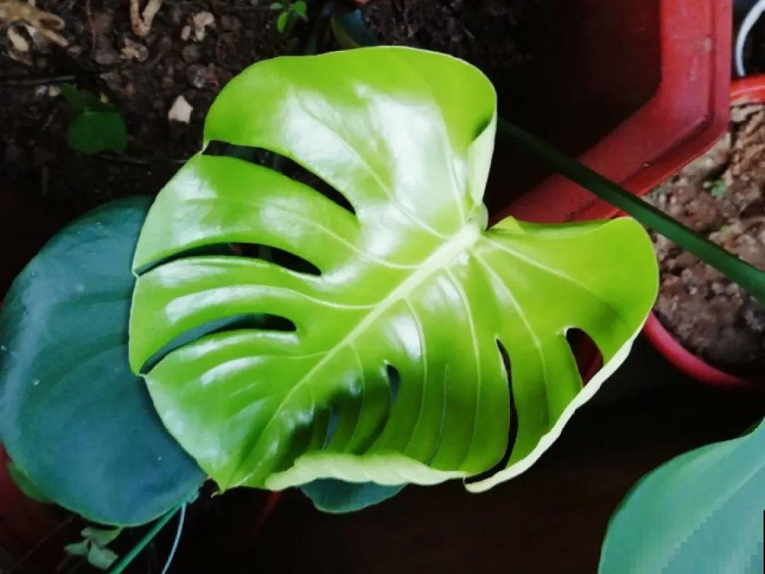 最怕晒的10种花,赶快搬进屋,否则会死掉 最怕晒的10种花,赶快搬进屋,否则会死掉