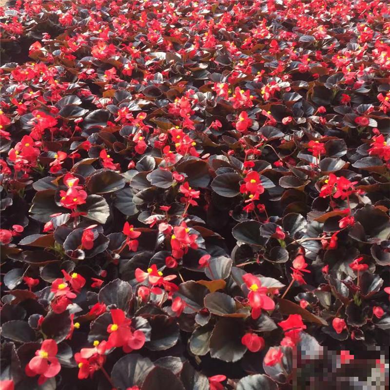 常见的海棠,开花后像“美人”,颜值一个比一个高 常见的海棠,开花后像“美人”,颜值一个比一个高