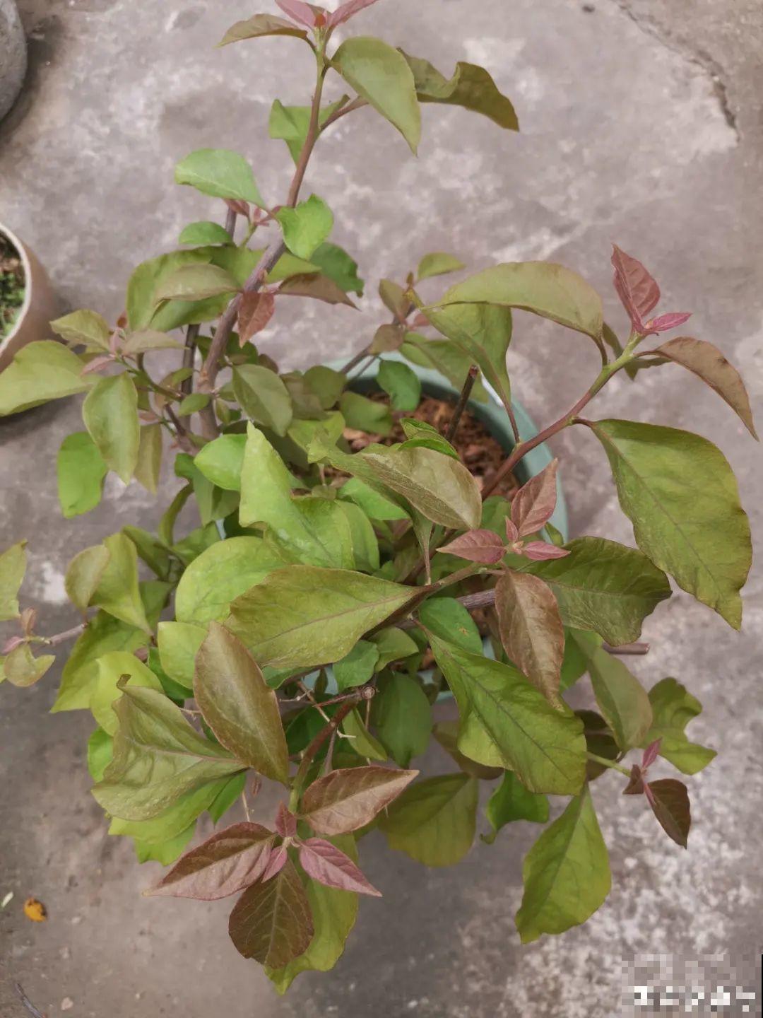 虐着养的花，剪成秃子，半月不浇水，呼呼开花