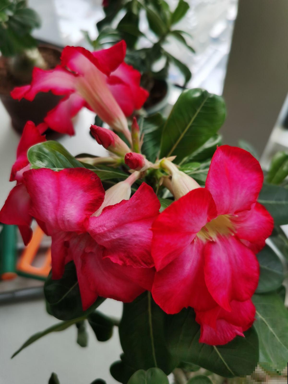 办公桌上养盆花,皮实好养又招财,天天看着心情好 办公桌上养盆花,皮实好养又招财,天天看着心情好