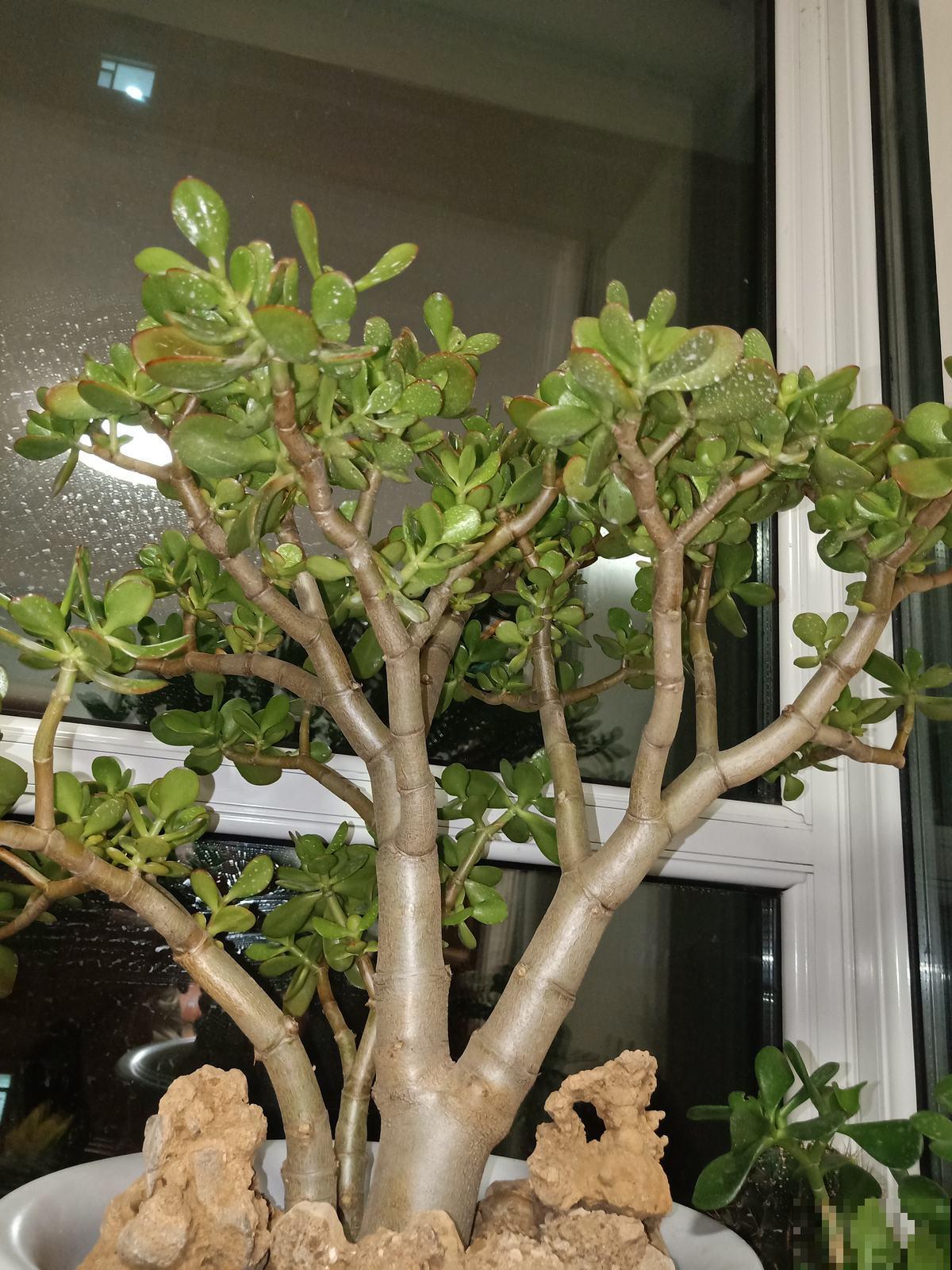 养了一片紫茉莉，种子掉土里长出一大片，年年都开花