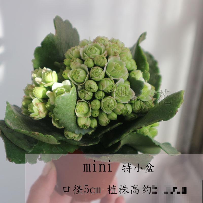 现在去花市买花,看到这3种,赶紧带回家,妥妥的捡漏 现在去花市买花,看到这3种,赶紧带回家,妥妥的捡漏