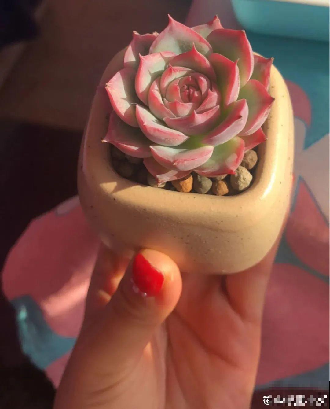 室内养多肉,也能养出水晶果冻色,任谁看到都说好 室内养多肉,也能养出水晶果冻色,任谁看到都说好