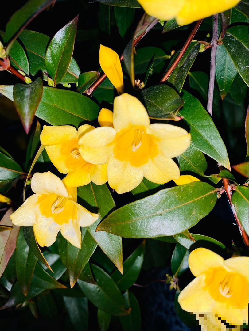 这5种花，只要养好一种，家里瞬间变成大花园