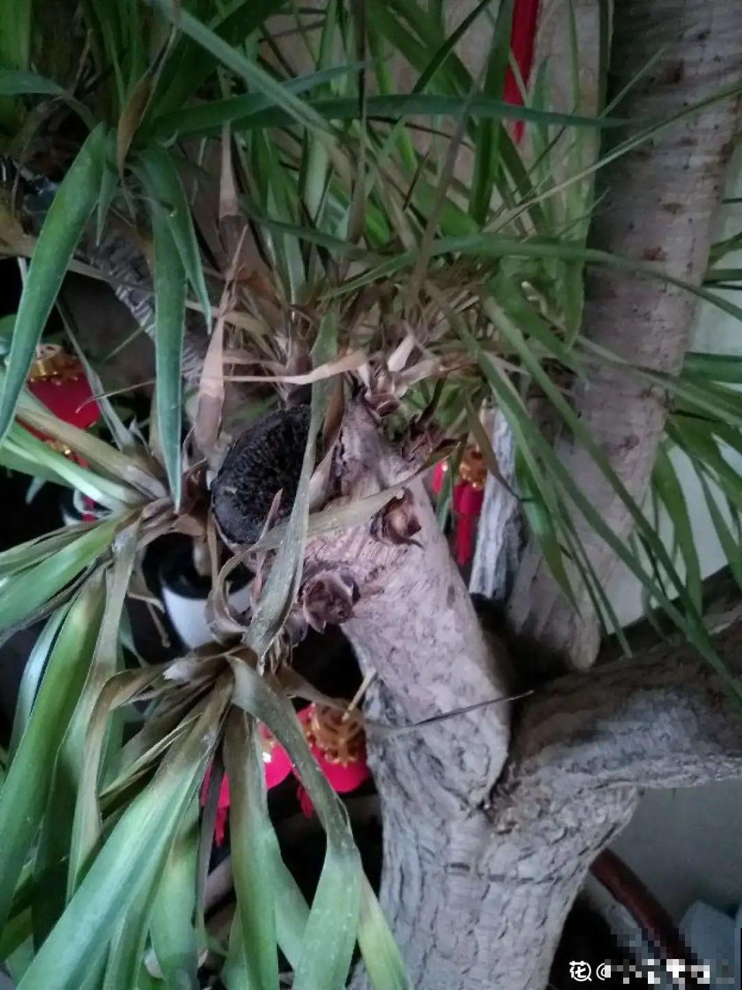 家里养盆镇宅花，越长越霸气，安全感十足