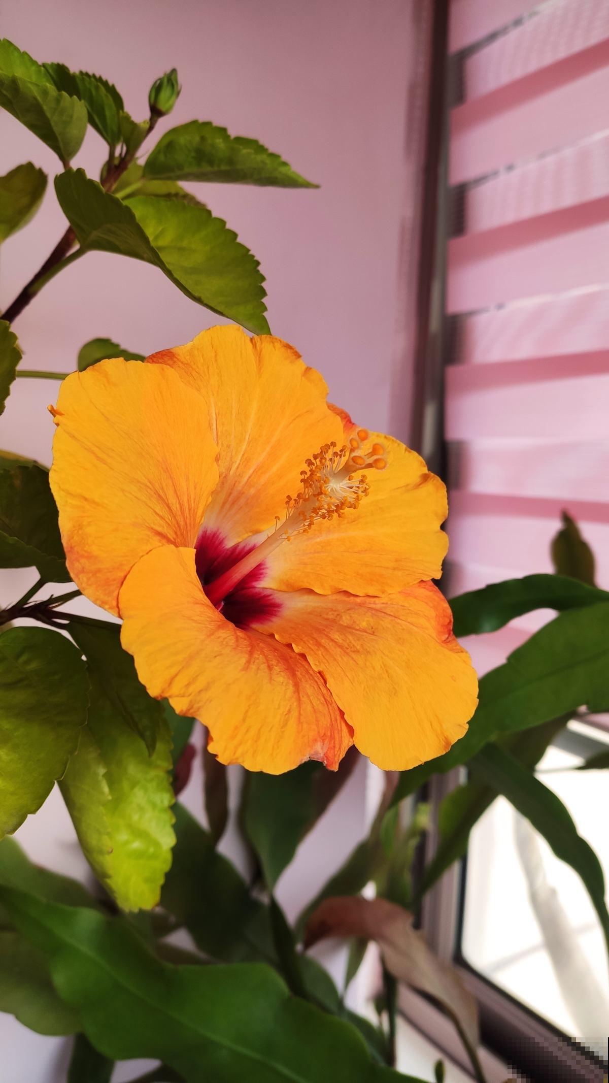 养花记住“两多”,养开花没问题,新手也能养爆盆 养花记住“两多”,养开花没问题,新手也能养爆盆