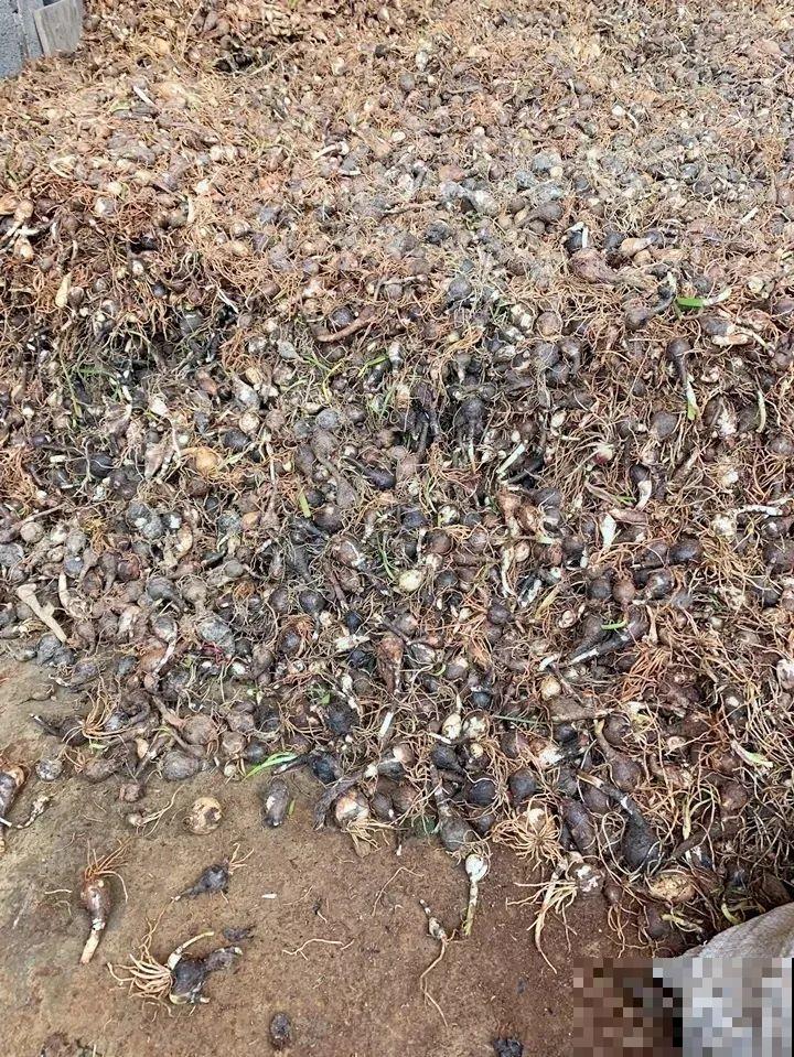 风雨兰太皮实,暴晒淋大雨,反而疯狂开花 风雨兰太皮实,暴晒淋大雨,反而疯狂开花