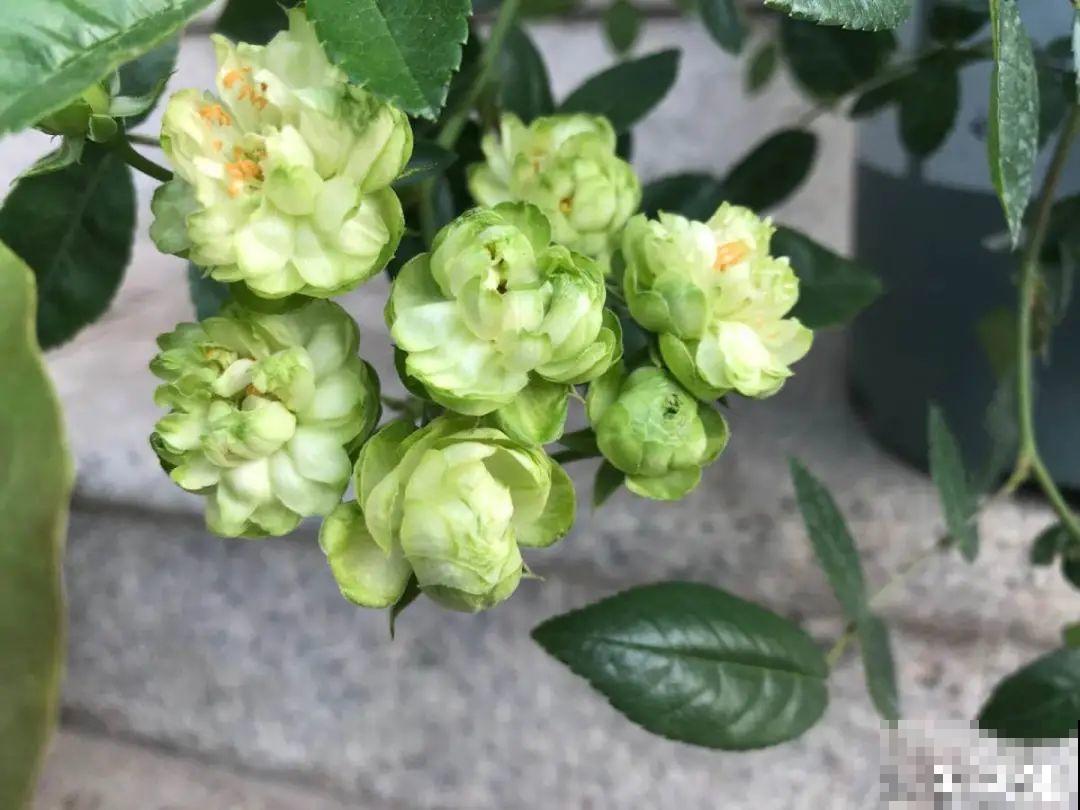 美人般的花,花开瞬间美到窒息,谁见都夸 美人般的花,花开瞬间美到窒息,谁见都夸