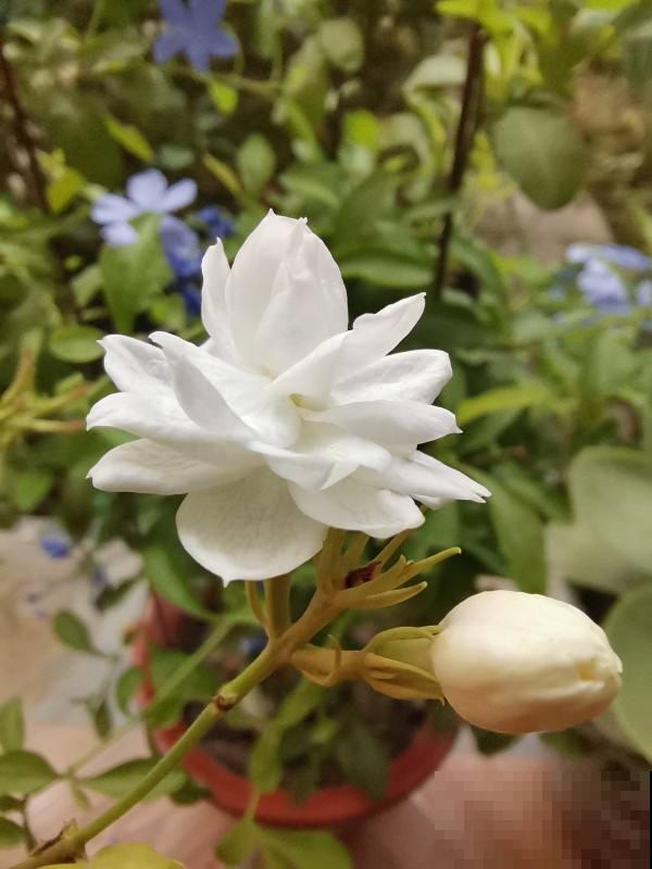 茉莉不开花,使劲晒、多用有机肥,呼呼开花摁不住 茉莉不开花,使劲晒、多用有机肥,呼呼开花摁不住