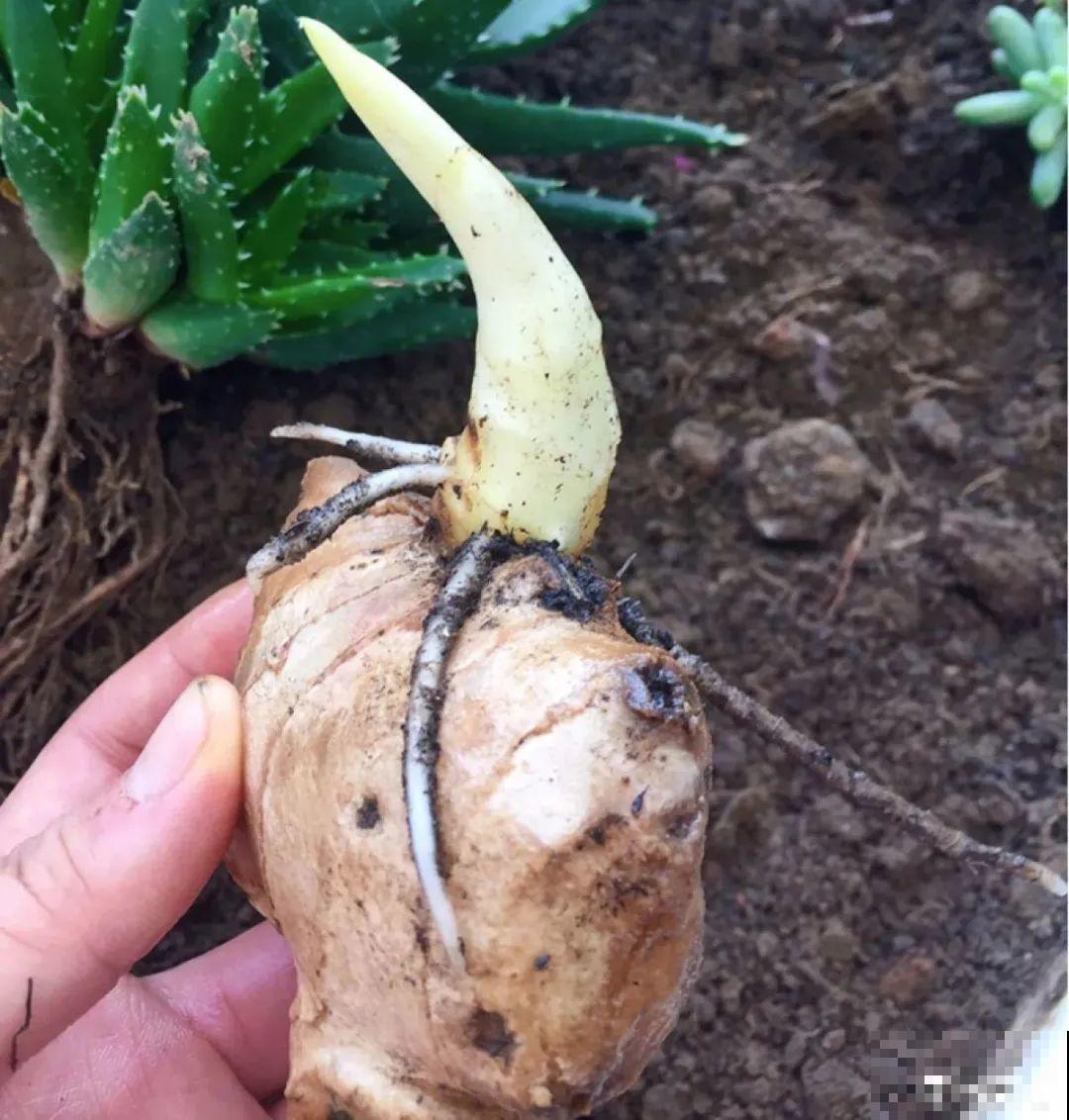 玉米棒子插水里，比绿植长得快，长成清新小盆栽