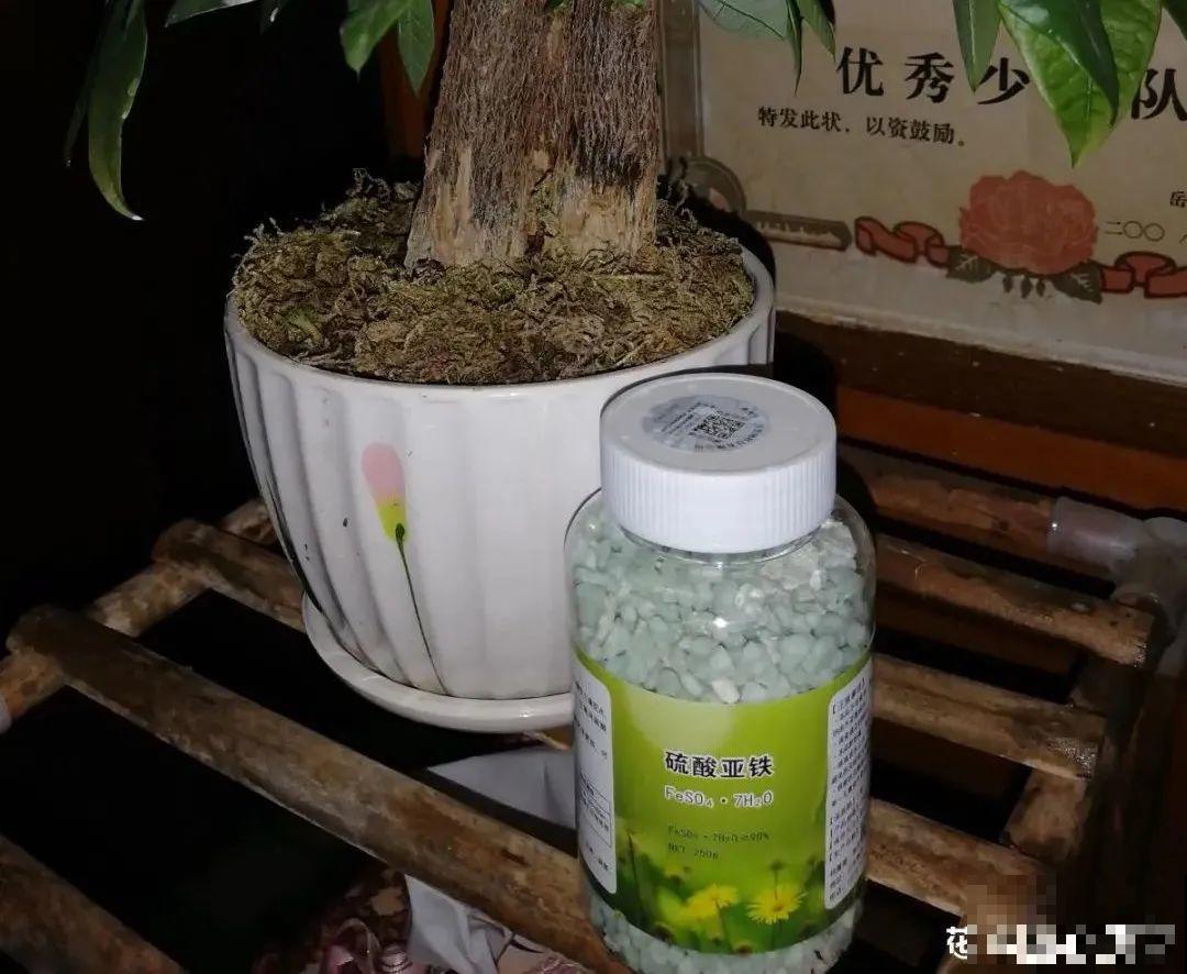 米兰花喜欢喝醋，一个月来一勺，花苞嘟噜噜冒