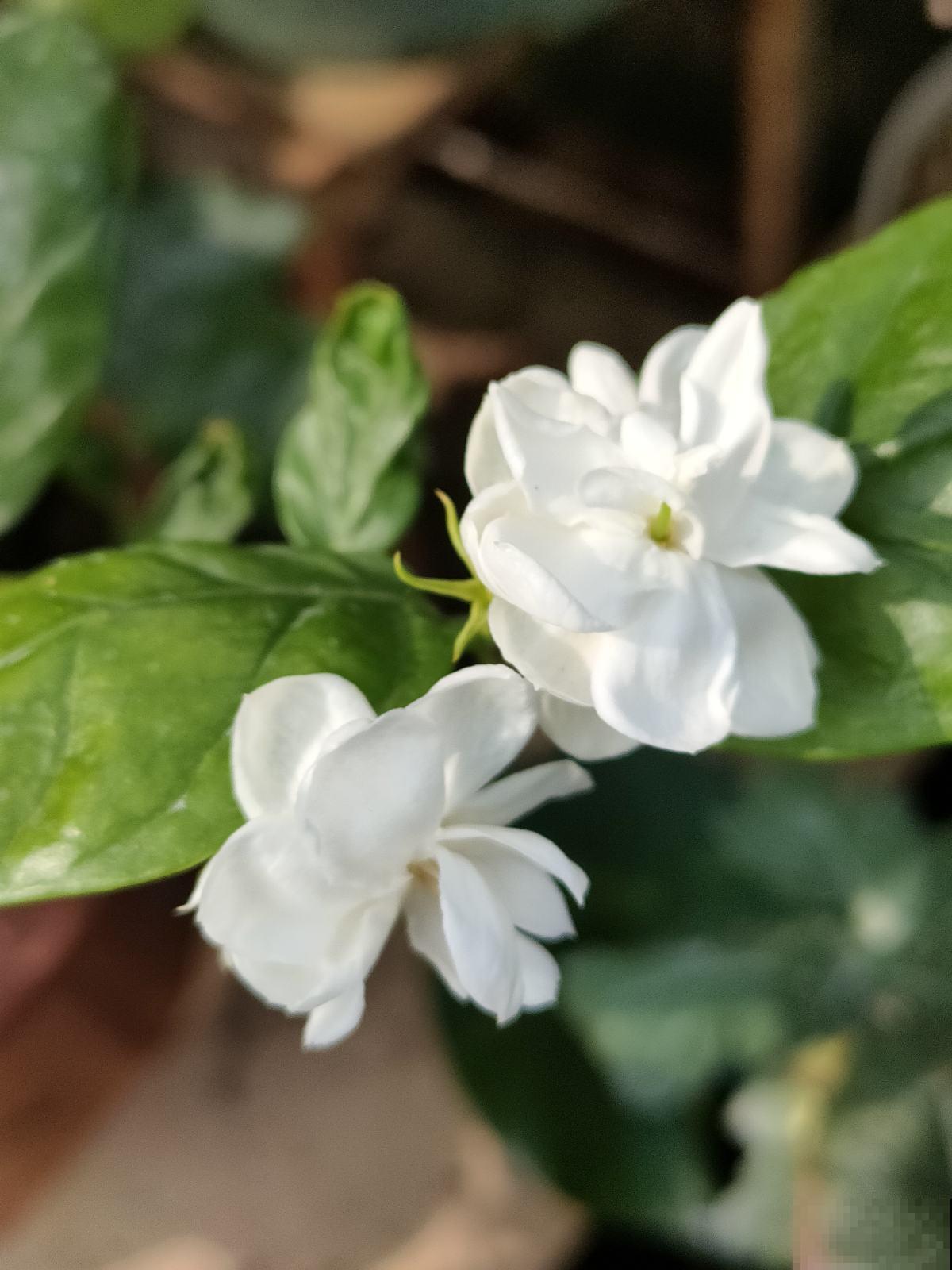 养花不要贪多，只选一个最好的品种，在家就能养成花海！