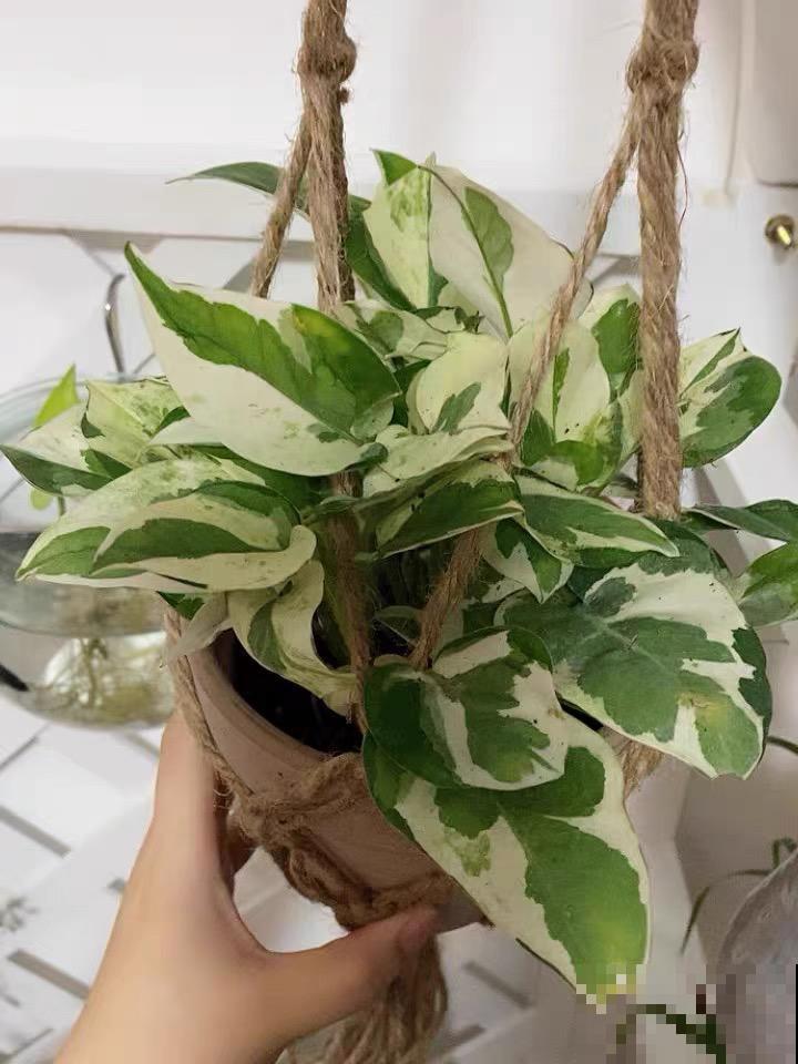 绿萝长了斑，竟比原来的还要美，特别上档次