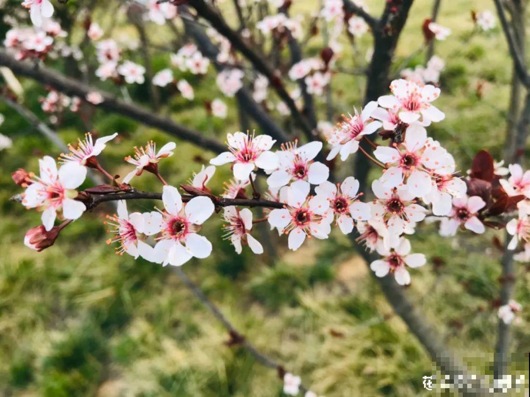 大院子养点大气花，超级有格调，漂亮的中国风
