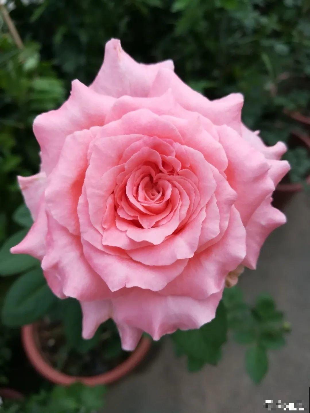 50种月季，各有各的美，哪一种是你的“菜”？