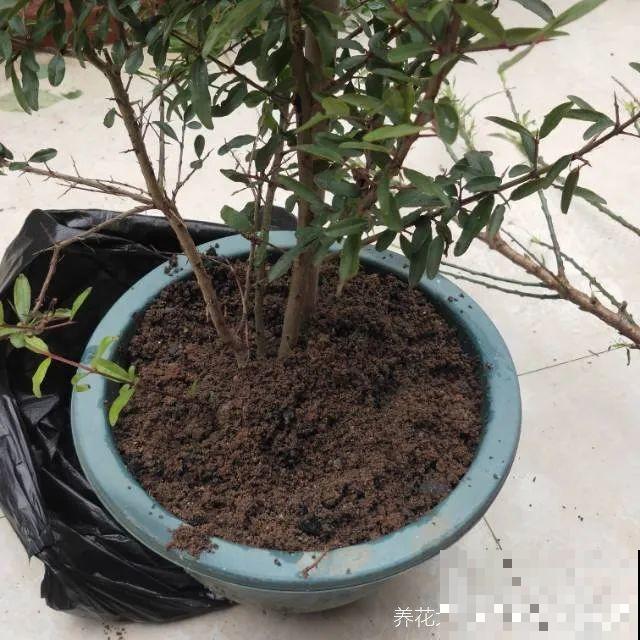 花盆里养棵果树,满枝条都是果子,看着就喜庆 花盆里养棵果树,满枝条都是果子,看着就喜庆