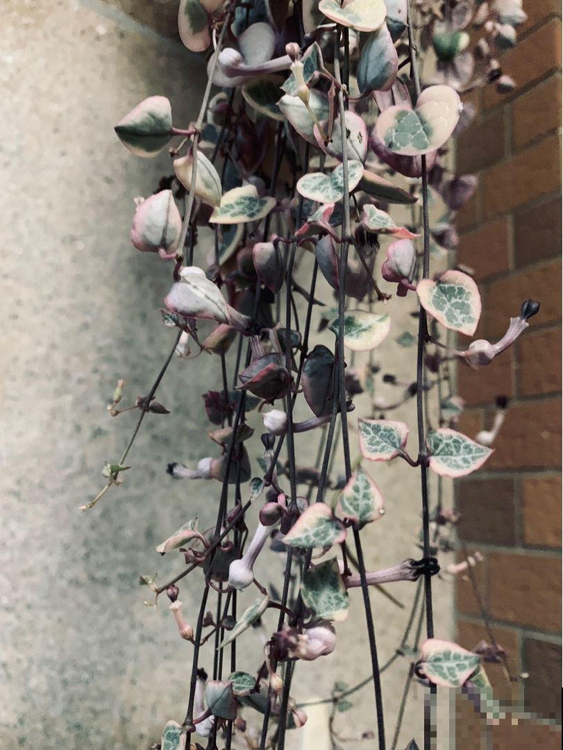 适合养在阳台的4种花，简单打理，轻松长成遮阳帘！