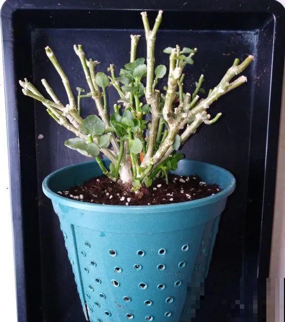 蝴蝶兰现在还不换盆，水苔容易发霉 ，越长越差劲