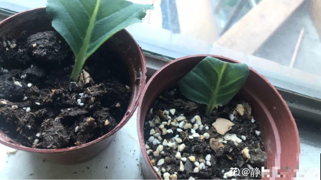 12种花真是太能生，叶子沾土就生根，实在太好活