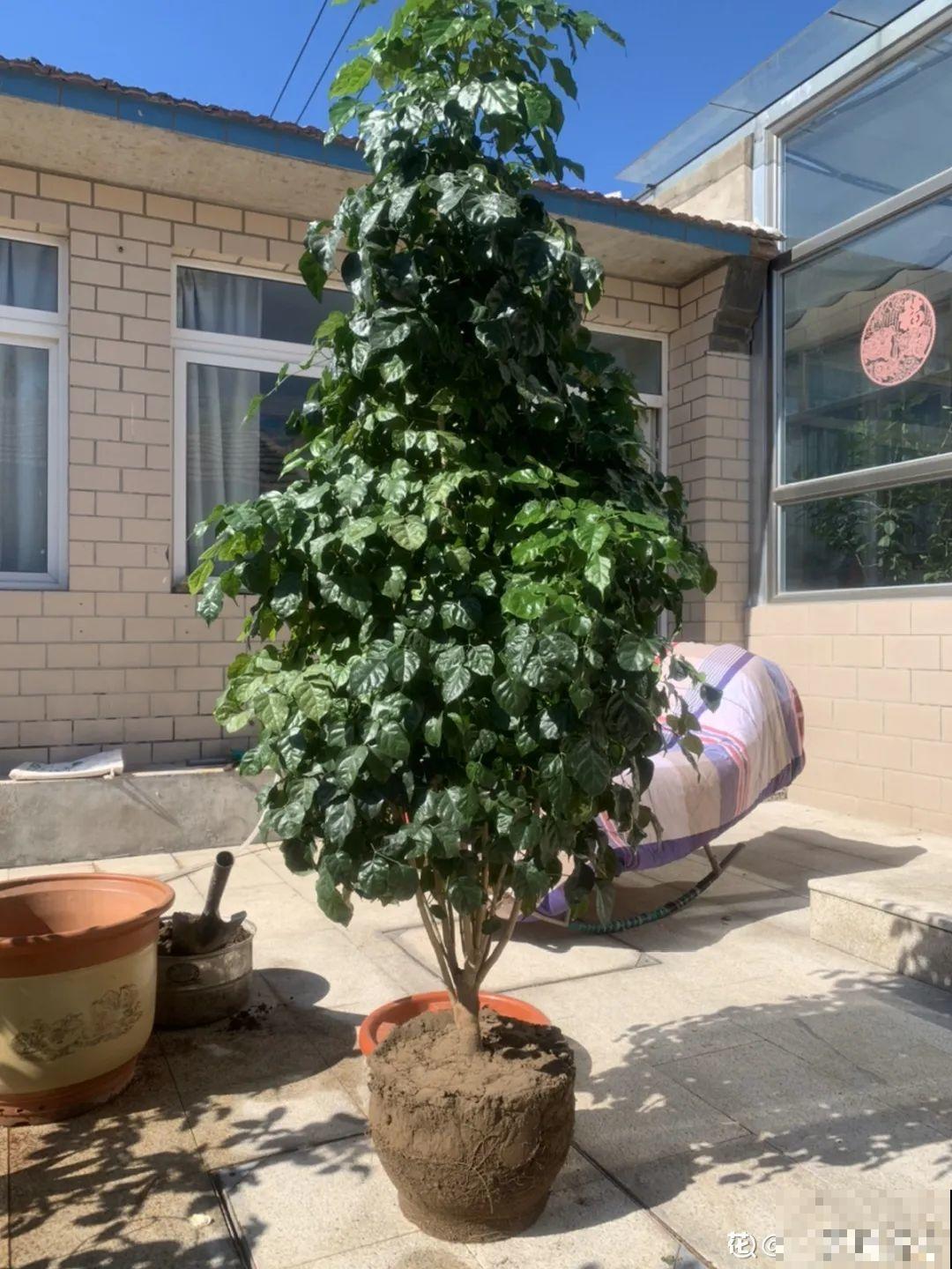 10种花越高越值钱,能长到2米,大高个霸气镇宅! 10种花越高越值钱,能长到2米,大高个霸气镇宅!