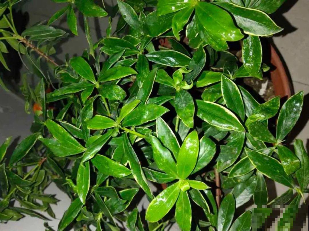 花开完了,别急着扔,好好养还能活几十年 花开完了,别急着扔,好好养还能活几十年