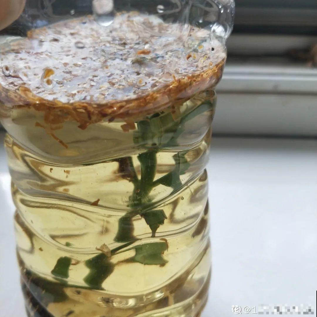 自制杀虫剂，7天喷一次，养花特干净