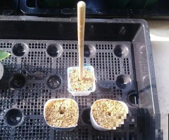 难度夏的8种花，赶紧扦插备份，再晚只剩盆了