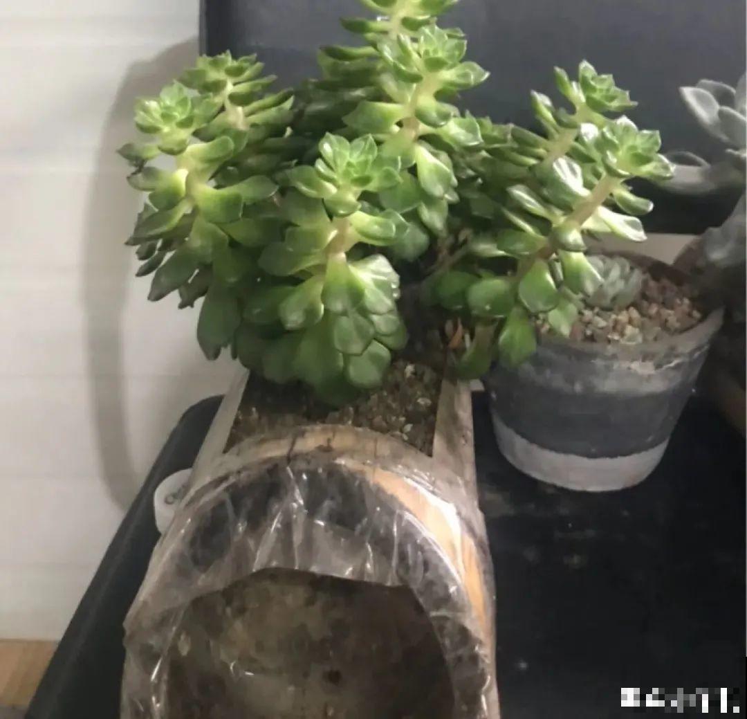 三角梅长不好?赶紧给它摘叶子,摘得越干净,长得越好 三角梅长不好?赶紧给它摘叶子,摘得越干净,长得越好