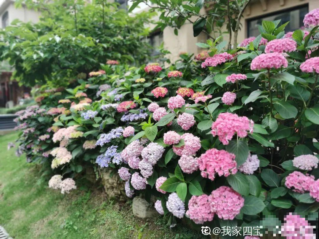 花园“三剑客”，可不太好养，能养好的都是高手