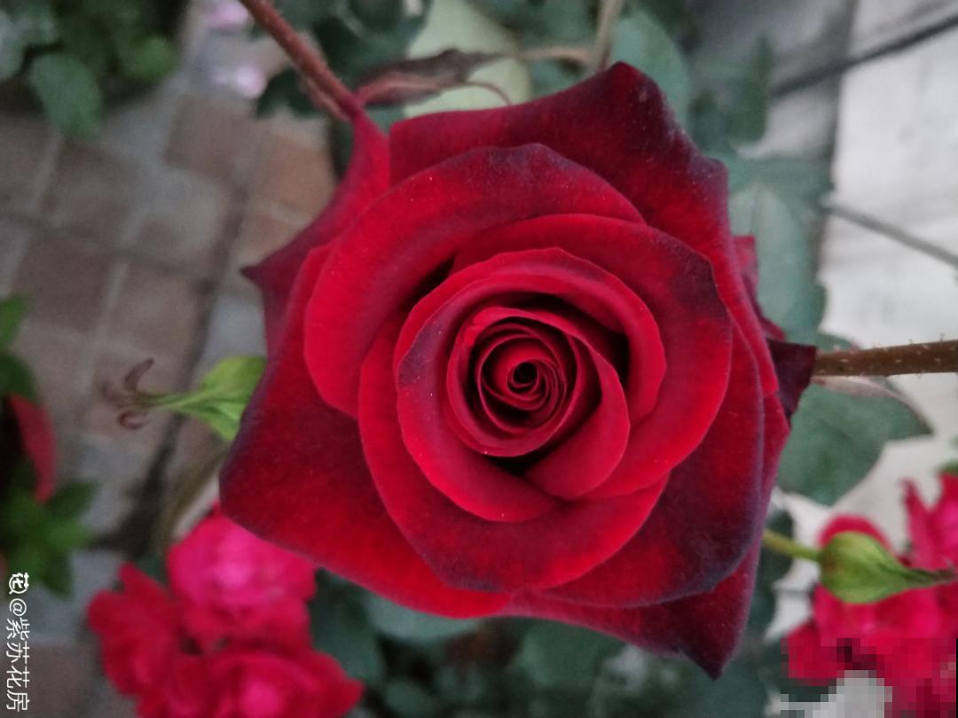 美人般的花,花开瞬间美到窒息,谁见都夸 美人般的花,花开瞬间美到窒息,谁见都夸