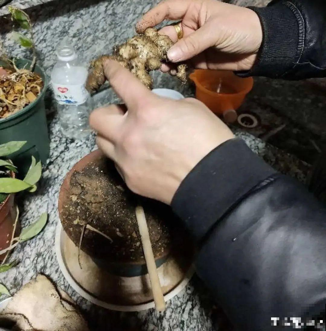 玉米棒子插水里，比绿植长得快，长成清新小盆栽