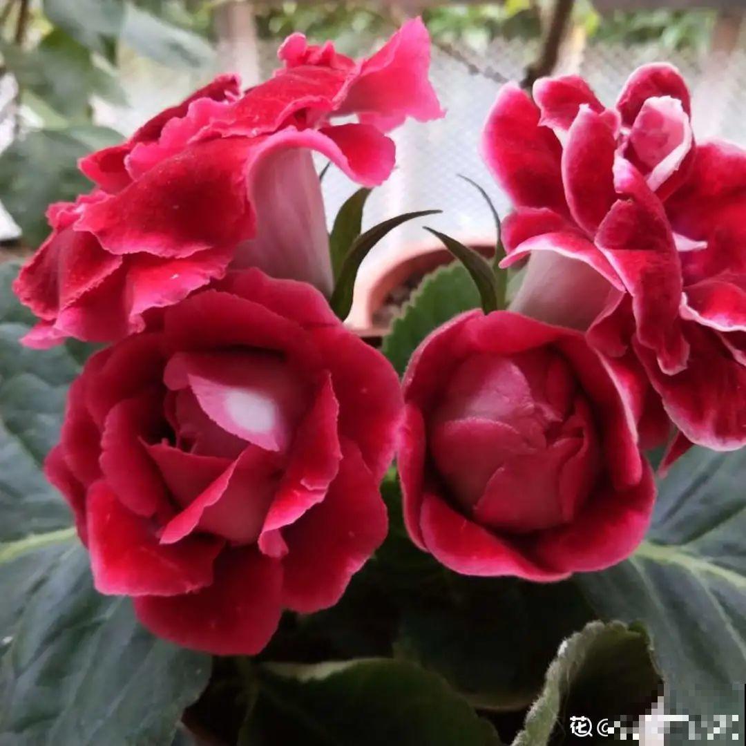 5种花不能淋雨，容易生病斑，搬屋里最保险